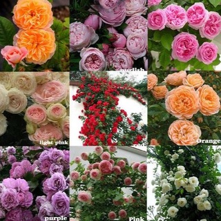 30 เมล็ด กุหลาบ Climbing Rose Rosa Multiflora Rose Seeds ดอกใหญ่ นำเข้าพร้อมคู่มือ