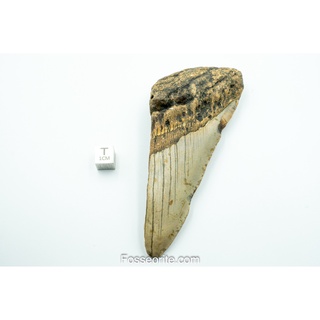 [อายุกว่า 20 ล้านปี!] #M9 ฟอสซิล ฟันฉลามยักษ์ Megalodon Fossil Tooth ขนาด 3.97" หนัก 77.2g จาก USA