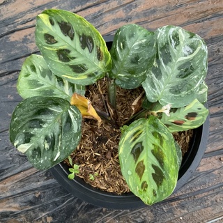 คล้ากระต่ายชมจันทร์ด่าง มารันตาด่าง (เลือกต้นได้) 🪴 maranta leuconeura variegata