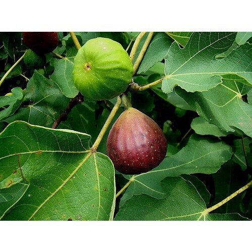 เมล็ดพืชคุณภาพสูง ต้นมะเดื่อพันธุ์ Sultane Figsขนาด 6นิ้ว ลำต้นสูง 45-50 ซม (ทาบกิ่ง) GS3B