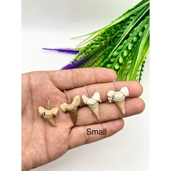 100% Natural Shark Tooth Pendent / Rare Item / Best for รูปที่ 5