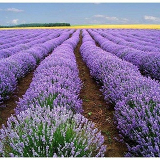 เมล็ดพันธุ์ ลาเวนเดอร์ อังกฤษ (English Lavender Seed) บรรจุ 50 เมล็ด