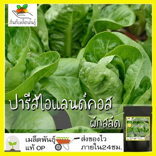 เมล็ดพันธุ์ ผักสลัด ปารีสไอแลนด์คอส 1000 เมล็ด Parris island Cos Lettuce Seed เมล็ดพันธุ์แท้ นำเข้าจากต่างประเทศ โตไว