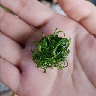 Cryptocoryne​ pava.sp mini คริปพาวา​ มินิ ต้นไม้น้ำ ( พร้อมปลูก ) ***กรุณาอ่านรายละเอียดก่อนสั่งซื้อ***