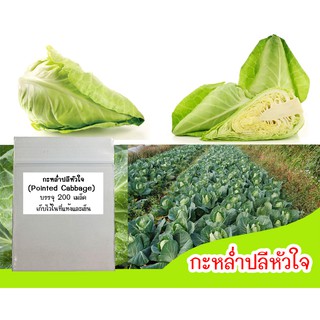 เมล็ดผักกะหล่ำปลีหัวใจ (Pointed Cabbage) 200 เมล็ด  เมล็ดกะหล่ำหัวใจ เมล็ดพันธุ์กะหล่ำหัวใจ ปลูกกะหล่ำหัวใจ ผักกะหล่ำ