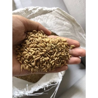 [1กก] ข้าวนก ข้าวเม็ดมะเขือ คัดพิเศษ ปลอดสารพิษ อุดหนุนเกษตรกร จ.พัทลุง 1 กก.
