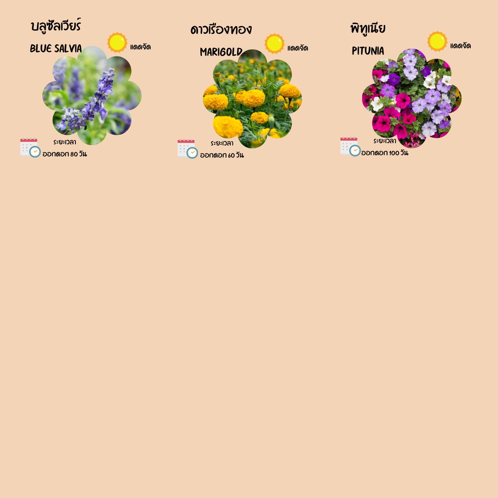 ชุดปลูกดอกไม้ ชุดพร้อมปลูก ชุดของขวัญ Mini set - รูปที่ 5