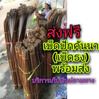 คันเบ็ดปักคันนา (เบ็ดธง )(เบ็ดลาว)100คัน พร้อมส่ง ส่งฟรี มีบริการเก็บเงินปลายทาง เบ็ดตกปลา เบ็ดปักคันนา คันเบ็ดตกปลา