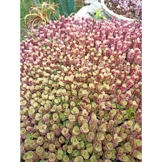 ตัดสดริบบิ้นชาลี สีด่างชมพู,สีทอง‼️แถมเบียงก้า5กิ่ง‼️กล่อง00, กล่อง0,กล่องA