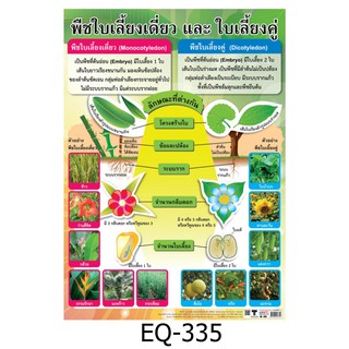 พืชใบเลี้ยงเดี่ยว และพืชใบเลี้ยงคู่ EQ-335 สื่อโปสเตอร์ภาพ กระดาษ หุ้มพลาสติก