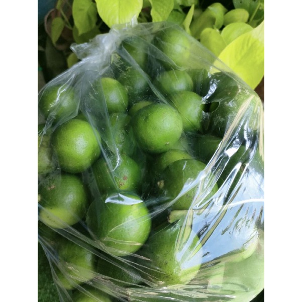 มะนาวแป้นเมืองเพชรจำนวน 50/100 ลูกคละขนาดใหญ่กลาง ผิวเขียวบางน้ำเยอะมีกลิ่นหอม