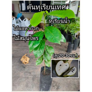 ต้นทุเรียนเทศ ทุเรียนน้ำ ไม้ผลหายาก ไม้สมุนไพร (สูง20-30ซม.)