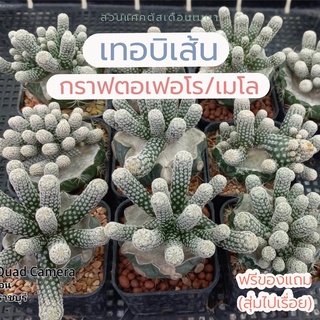 เทอบิเส้น กราฟตอเฟอโร บางต้นกราฟตอเมโล 🌵สวยๆ แข็งแรงดีทุกต้น สอบถามได้ค่า ส่งทั้งกระถาง