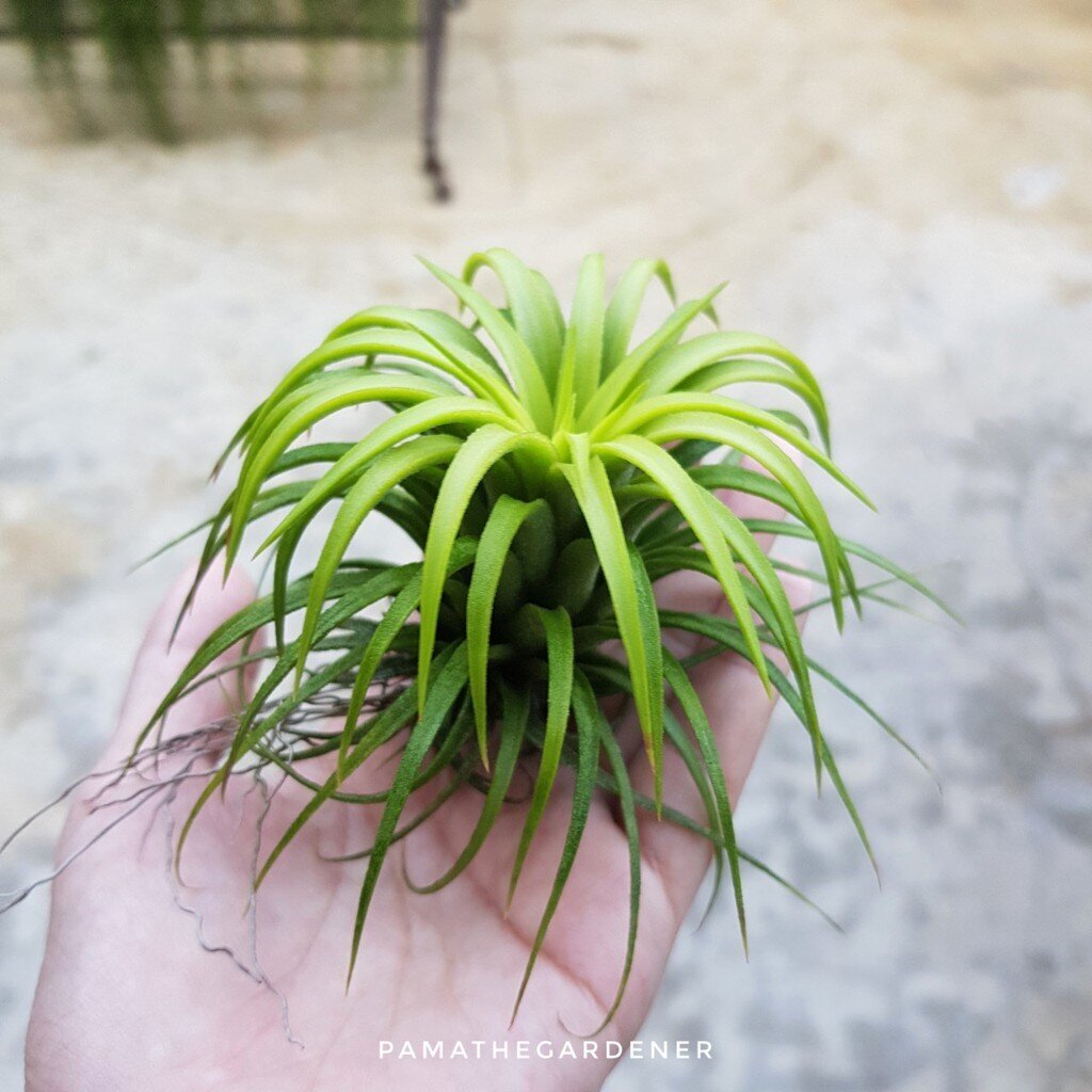 ทิลแลนเซียใบแบน ปรกลง