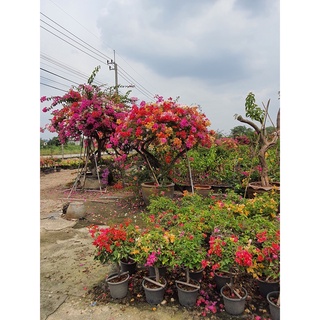 ต้นเฟื่องฟ้าแคระ Bougainvillea Mixed Flower  แฟนตาซี ไม้ดัด  ส่งพร้อมหระถาง10นิ้ว แบบ หมวก