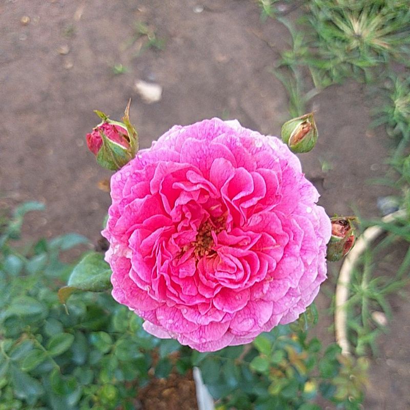 ⚘กุหลาบ Gabriel Oak 2020 หอมแรง "กาเบรียลโอ๊ค 2020"