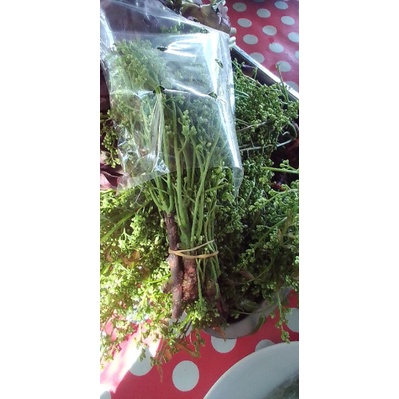 ดอกสะเดาออแกนิคสดๆมีทั้งรสหวานและรสขมปานกลางไม่ขมมากมัดละ20บาท