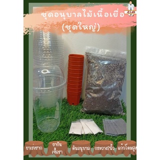 ชุดอนุบาลไม้เนื้อเยื่อ ชุด10กระถาง
