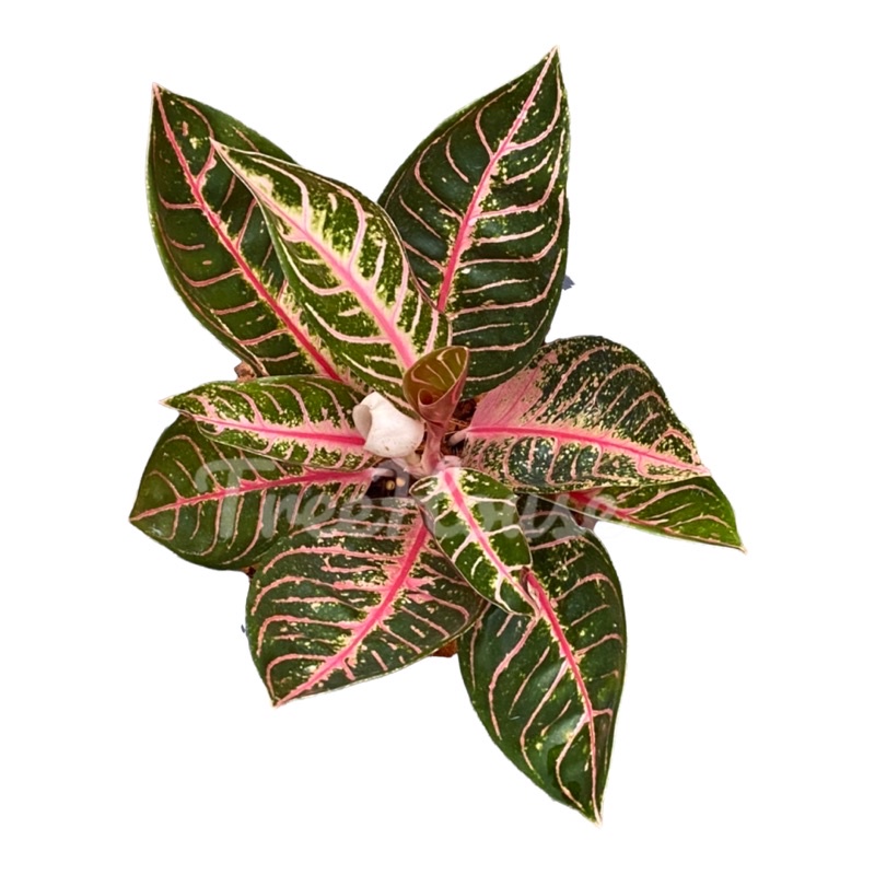 บัลลังก์ทับทิม (Aglaonema pride of sumatra) กระถาง 8 นิ้ว