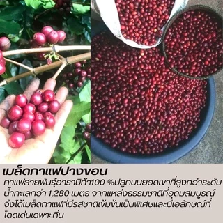 เมล็ดกาแฟปางขอนเชียงราย เมล็ดกาแฟสดคั่วบด "เข้ม หอม" เมล็ดกาแฟอราบิก้าแท้ 100% กาแฟคั่วเข้ม กาแฟบดคั่วเข้มมาก ส่งฟรี!