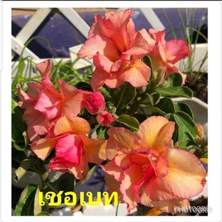 12 เมล็ด เมล็ดพันธุ์ ชวนชม สายพันธุ์ไต้หวัน ดอกสีส้ม Adenium Seeds