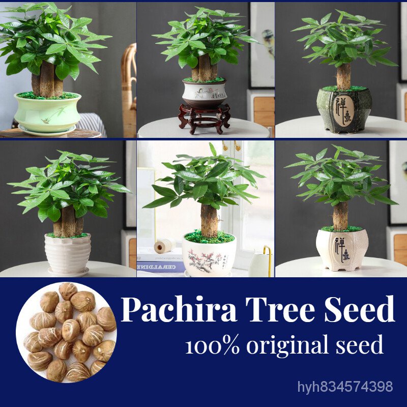 ถูก ใหม่ สายพันธุ์☘️☘️☘️โตไว ปลูกง่าย5เมล็ด/ห่อ Pachira Tree Seed Ready Stock บอลสีแปลกๆ หัวบอนสีนางไหม บอนสีหายากสวย 1E