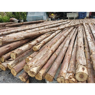 ท่อนไม้​ เลือกความยาวได้​ สำหรับงาน​ DIY ท่อนไม้แบบแท่ง​ ขอนไม้​ ไม้ยูคา​ งานก่อสร้าง​ ทำโรงเรือน​ ทำโต๊ะ​ ประดับตกแต่ง