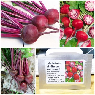 เมล็ดพันธุ์ หัวบีทรูท เออรีวอนเดอร์ (Early Wonder Beet Seed) บรรจุ 200 เมล็ด คุณภาพดี ราคาถูก ของแท้ 100%