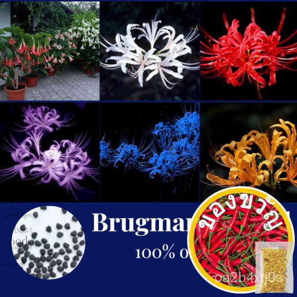 เมล็ดพันธุ์ seeds man ☘️☘️☘️Ready Stock ของแท้100% 50เมล็ด/ซอง Brugmansia seed ฟอกอากาศ ไม้ดอก ชายชลบอนสี บอนสี บอนสีหาย