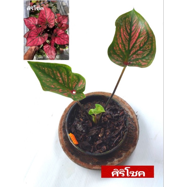 💖หายากบอนสีดำาะสม🔸️ ศิริโชคไม้ใหญ่เริ่มกัดสี 🔸️ ดินภูเขาไฟบุรีรัมย์" บอนสีราชินีแห่งไม้ใบ ส่งพร้อมกร