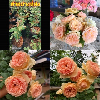 (1ต้น) ดอก ต้น กุหลาบ มาโซระ MASORA rose พุ่มสูง กึ่งเลื้อย buncha