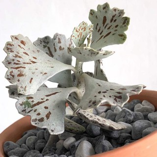 (queshan)Kalanchoe rhombopilosa seeding 4-5cm กุหลาบหินนำเข้า ไม้อวบน้ำ Succulents (ไลทอป Lithops แคคตัส cactus）