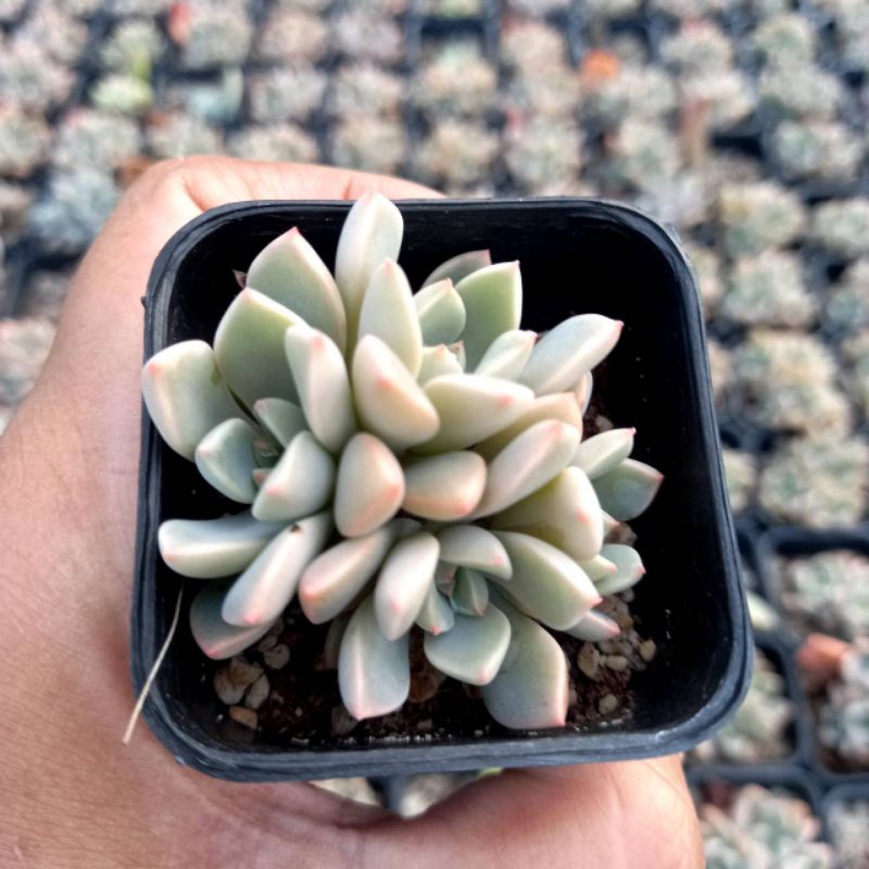 (ลดเพิ่ม 50% สูงสุด 100 ใส่โค้ด INCLV33) ไม้วางใบ/กุหลาบหินวางใบ/ไม้อวบน้ำ กระถางสองนิ้วส่งพร้อมกระถาง - รูปที่ 4