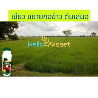 ฮอร์โมน เร่งใบเขียว เร่งแตกยอด จีล็อค ขนาด 1 ลิตร แพ็คเกจใหม่ เจริญเติบโต ช่วยการสร้างอาหาร