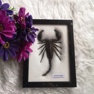 Real Palamnaersus Wood Box Frame Insect Exotic Taxidemy Gift ของแต่งบ้าน แมงป่อง แขวนฝนัง ของสะสม ของขวัญ กรอบรูป