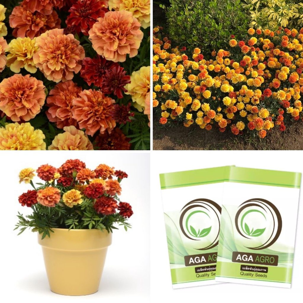 （คุณภาพสูง เมล็ด）AGA SHOP เมล็ดพันธุ์ดอกไม้ ดาวเรืองฝรั่งเศส สตรอเบอรี่ บลอนด์ 500 เมล็ด/เมล็ด ผัก ป