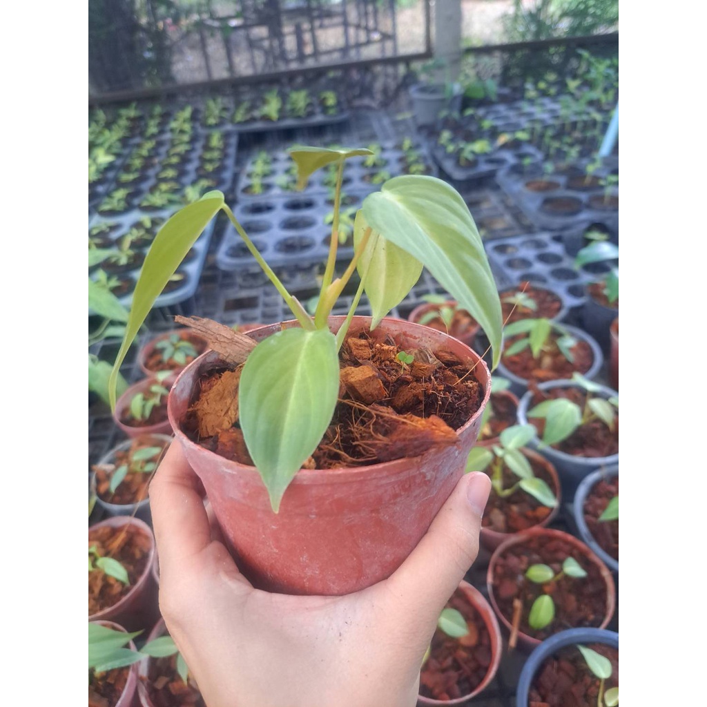🍂 ฟิโลเดนดรอน กลอริออซั่ม ก้านกลม 🍂(Philodendron gloriosum) 🌿🌿