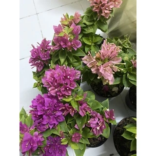 เฟื่องฟ้าสาวิตรี เฟื่องฟ้าแคระ กระถาง 4 และ 6 นิ้ว ให้เลือก 3 สี