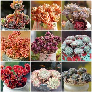 🌟สินค้าขายดี🌟เมล็ดพันธุ์ ไม้อวบน้ำเกาหลี🌵"Korea Succulents"