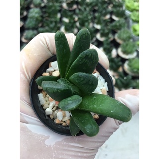 ฮาโวเทีย(ใบตัด) # Haworthia # ต้นหยดน้ำ# ไม้อวบน้ำ # Succulents # ต้นไม้ประดับ# ไม้มินิมอล# พืชทนแล้ง# ของต้องมี#สวนถาด