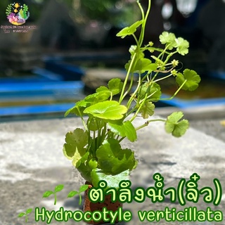 ตำลึงน้ำ(จิ๋ว) Hydrocotyle verticillata🌱🐠🌱