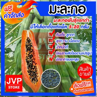 **ส่งฟรี**เมล็ดมะละกอพันธุ์แขกดำ มีให้เลือกตั้งแต่แพ็ค 5-20กรัม (Papaya seeds) สินค้าคุณภาพจากJVP