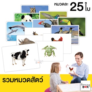 flashcard แฟลชการ์ด บัตรคำศัพท์ใหญ่ [ รวมหมวดสัตว์ต่างๆ ]