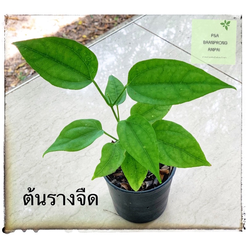 ต้นรางจืด “ราชาแห่งการถอนพิษ” สมุนไพร ไม้ประดับ ดอกม่วงสวยงาม