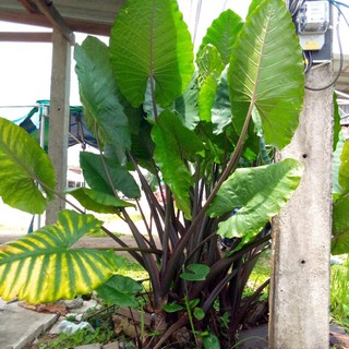 ต้นบอนกระดาษดำ Alocasia macrorrhizos บอนก้านดำ บอนยักย์ก้านดำ  ตัดใบส่งแบบหัว บ้างใบด่าง