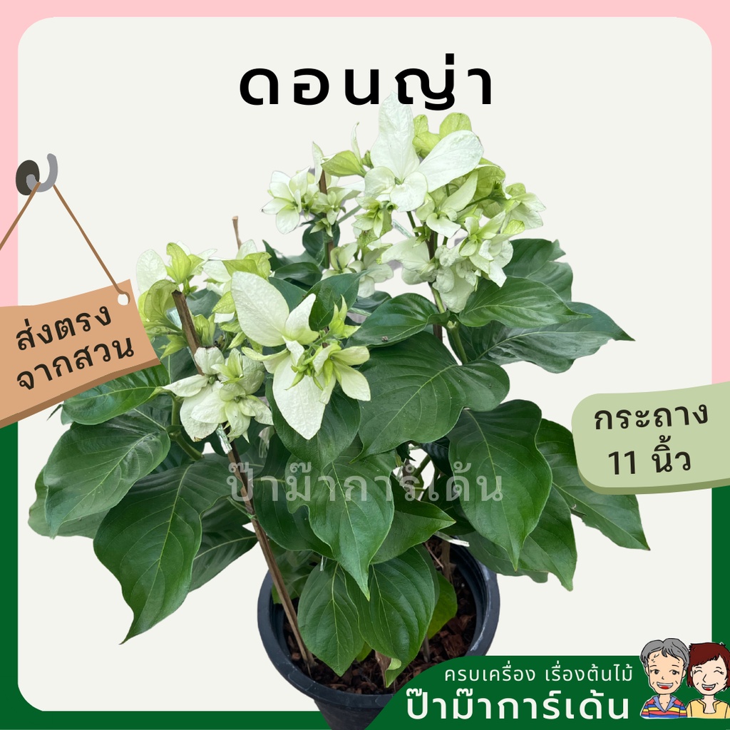 มุมมอง 4