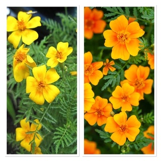 เมล็ดพันธุ์ ดาวเรืองเลม่อนเจ็ม สีเหลือง , สีส้ม (Lemon Gem Tagetes) บรรจุ 20 เมล็ด เป็นดาวเรืองสายพันธุ์ใหม่ที่สามารถทานได้ มีให้เลือก 2 แบบค่ะ