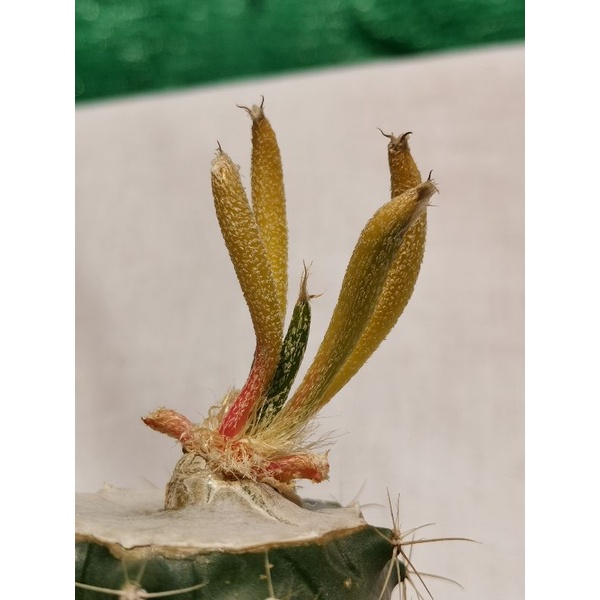 คาปุดด่าง​ เมดูซ่า​ด่าง ตรงปก​ รูป​ภาพถ่าย​เมื่อ​วันที่​16/4/65​  Cactus​ caput​ medusae​ แคคตัส คาปุด​ เมดูซ่า