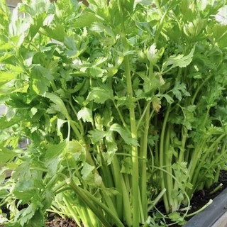 เมล็ดพันธุ์คื่นฉ่าย 2500 เมล็ด [ 5เเถม 1คละได้ ]