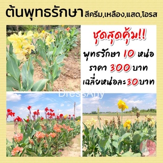 ต้นพุทธรักษา ชุด 10 หน่อ (สีครีม สีเหลือง สีแสด สีโอรส)ส่งแบบหน่อ ห่อตุ้มราก